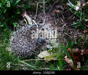Igel in einem Garten mit Kunststoff um den Hals gewickelt, gerollt in eine defensive Ballposition Stockfoto