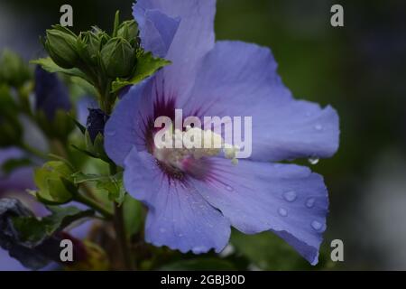 Blauer Hibiskus mit Knospen und Blumen Stockfoto