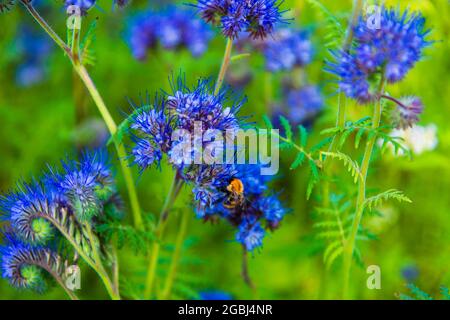 Eine Biene, die sich auf einer Phacelia-Pflanze ernährt Stockfoto