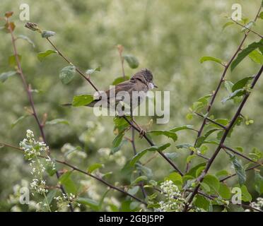 Kleiner Weißkehlchen-Vogel, der auf einem Baumzweig thront Stockfoto