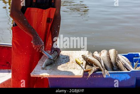 Fische Richtig Vorbereiten Nach Dem Fang Stockfoto