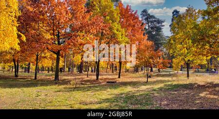 Bunte Waldbäume an einem guten Herbsttag gegen den blauen Himmel Stockfoto