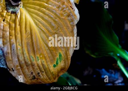 Trocknende Blatt von funkaa hosta, Gartenpflanzen im Herbst. Gelbe Blätter und Struktur sichtbar auf der Oberfläche. Stockfoto