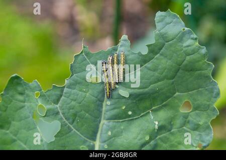 Raupe des großen Weißkohl-Schmetterlings, Brokkoliblatt, pieris-Kohl, britische Gartenschädlinge Stockfoto