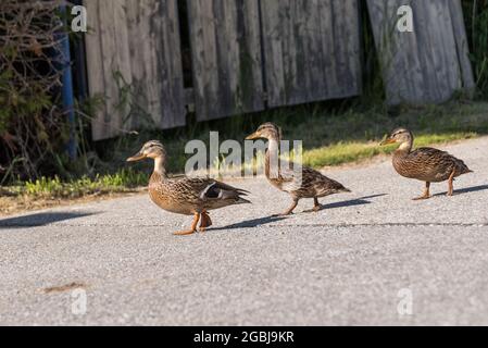 Mallard Hündin Mit Zwei Jungen Wilden Enten Auf Der Straße Stockfoto