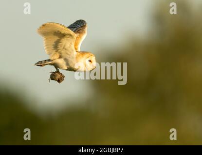 Eine wilde Bran Owl (Tyto alba), die eine kürzlich Gefangene Wühlmaus zurück ins Nest bringt, Norfolk Stockfoto