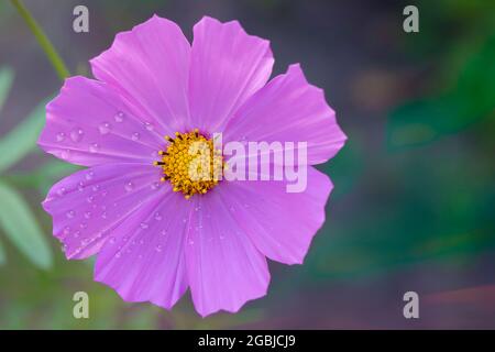 Rosa Kosmos Gartenblume auf grünem Hintergrund Stockfoto