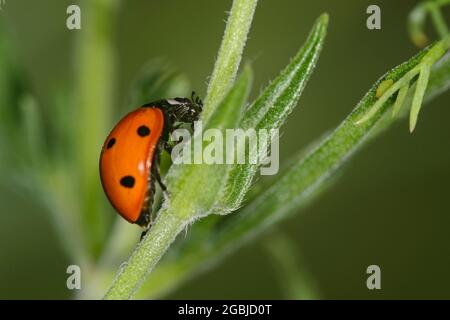 Coccinella septempunctata mit sieben Flecken Stockfoto