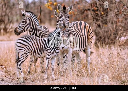 Zebras, Südafrika, Plains Zebra, Equus quagga Stockfoto