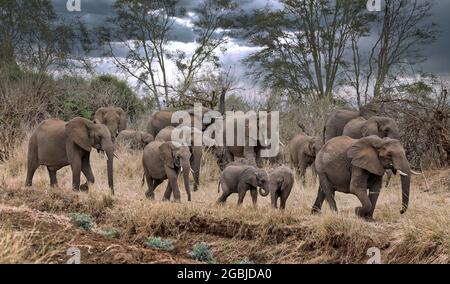 Elefantenherde im Kruger Nationalpark Südafrika | afrikanische Elefanten, Kruger NP, Südafrika Stockfoto