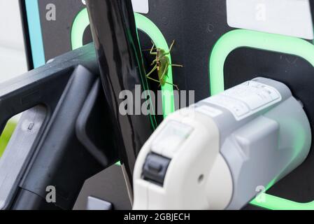 Grasshopper nutzt Ladestation für Elektroautos - Close-Up Stockfoto