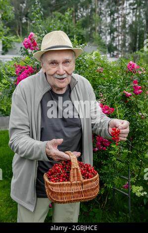 Der alte Gärtner hält einen Korb mit roten Johannisbeeren in seinen Händen. Obst wächst im Stadtgarten. Aktives Alter Stockfoto