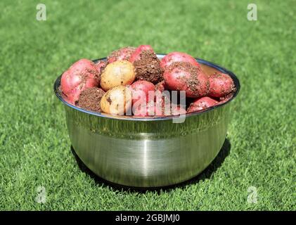 Frisch gepflückte neue Kartoffeln in einer großen Schüssel, die gerade geerntet wurde. Edelstahlbehälter mit rohen mittelgroßen roten und gelben Kartoffeln auf künstlichem Hinterhof Stockfoto