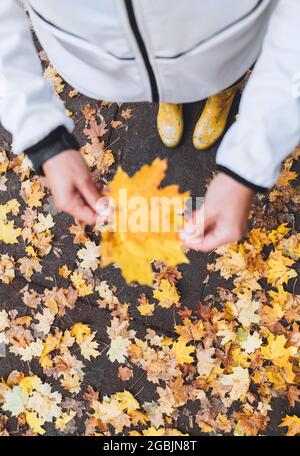 Frauenpalmen halten ein kleines Bouquet von gelben Ahornblättern, während sie in einem herbstlichen Stadtpark spazieren geht. Schönheit in der Natur Konzept Bild. Stockfoto
