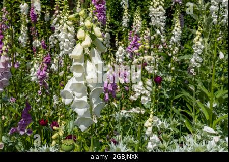 Nahaufnahme von weiß rosa und lila Fingerhandschuhe Digitalisblüten Blüte im Garten Grenze im Sommer England Großbritannien Großbritannien Großbritannien Großbritannien Großbritannien Großbritannien Großbritannien Großbritannien Großbritannien Großbritannien Großbritannien Großbritannien Großbritannien Großbritannien Großbritannien Großbritannien Großbritannien Großbritannien Großbritannien Großbritannien Großbritannien Großbritannien Großbritannien Großbritannien Großbritannien Stockfoto