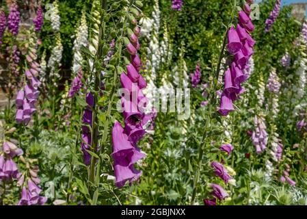 Nahaufnahme von lila rosa und weißen Fuchshandschuhen Fuchshandschuhe Blumen blühend in Garten Grenze im Sommer England Großbritannien Großbritannien Großbritannien Großbritannien Großbritannien Großbritannien Großbritannien Großbritannien Großbritannien Großbritannien Großbritannien Großbritannien Großbritannien Großbritannien Großbritannien Großbritannien Großbritannien Großbritannien Großbritannien Stockfoto