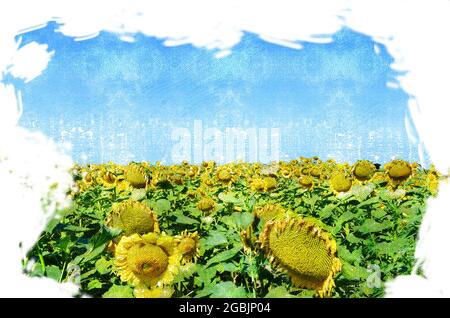 Digitale Aquarellmalerei von Sonnenblumen auf einem Feld gegen einen blauen Himmel. Reife Sonnenblumen. Sommerlandschaft Stockfoto
