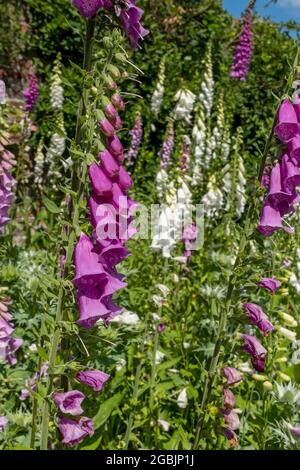 Nahaufnahme von lila rosa und weißen Füchshandschuhen Füchshandschuhblumen blühen im Sommer im Garten England Vereinigtes Königreich GB Großbritannien Stockfoto