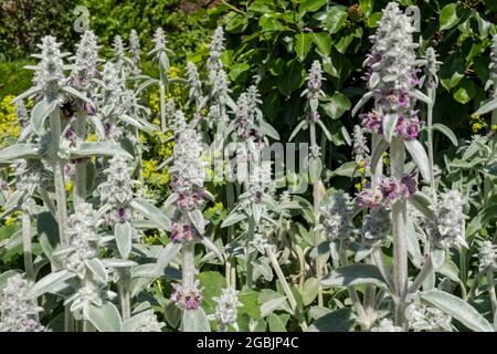 Nahaufnahme von Lämmern Ohr 'Silver Carpet' Blumen (Stachys byzantina) im Garten im Sommer England UK Vereinigtes Königreich GB Großbritannien Stockfoto