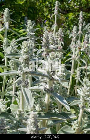 Nahaufnahme von Lämmern Ohr 'Silver Carpet' Blumen (Stachys byzantina) im Garten im Sommer England UK Vereinigtes Königreich GB Großbritannien Stockfoto