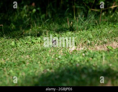 Grauer Vogel im Gras. Bachstelze auf der Suche nach Nahrung im grünen Gras. Stockfoto