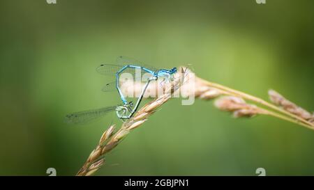 Nehalennia speciosa - Paarungsschädlinge auf Grashalmen. Die Socken paaren sich auf einer sonnendurchfluten Wiese. Stockfoto