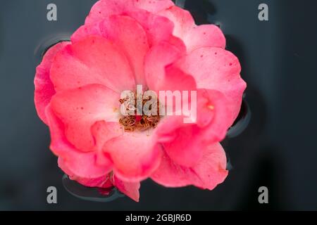 Große Blume von offenen roten Hagebutten im Wasser. Stockfoto