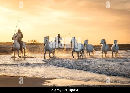 Camargue, Frankreich, April 28 2019 : Weiße Pferde und zwei Wächter laufen im Sumpf der Camargue, Frankreich, überall im Wasser. Stockfoto