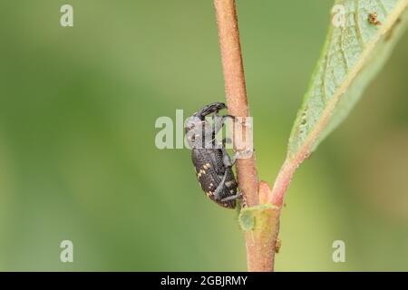 Ein großer Kiefernkiefer, Hylobius abietis, ruht auf einem Zweig. Stockfoto
