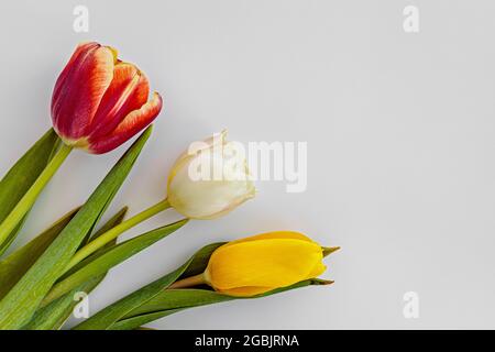 Nahaufnahme von mehrfarbigen Tulpen, mit Platz für Text Stockfoto
