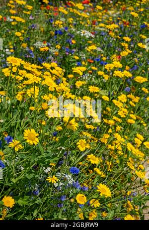 Nahaufnahme von gelben Wildblumen Mais Ringelblume Kornblumen in einem Garten Grenze im Sommer England UK Vereinigtes Königreich GB Großbritannien Stockfoto