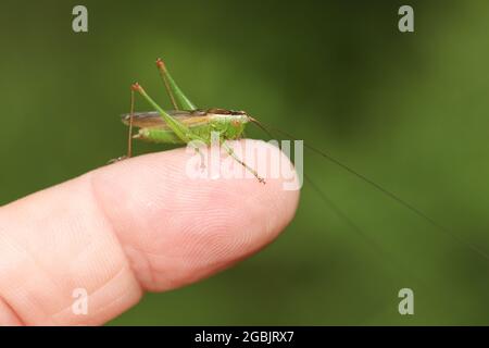 Ein Long Winged Cone-Head Cricket, Conocephalus fuscus, sitzt auf einem Finger einer Person. Stockfoto
