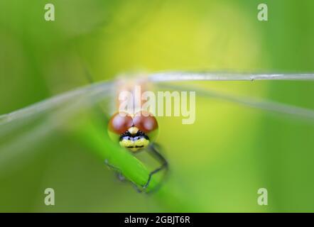 Clausthal Zellerfeld, Deutschland. August 2021. Eine Libelle klammert sich an einen Grashalm. Das Wetter ist in den kommenden Tagen eher grau mit gelegentlichen Schauern. Kredit: Frank May/dpa/Alamy Live Nachrichten Stockfoto