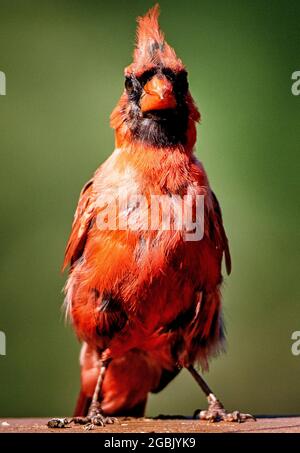 Northern Cardinal posiert auf dem Deck Stockfoto