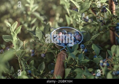Frisch gepflückte blaue Heidelbeeren aus dem heimischen Garten in Metallsieb mit Holzhand Stockfoto