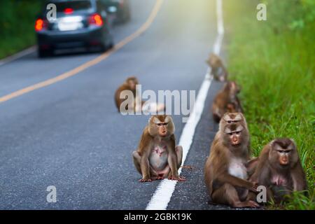 Eine Herde nordischer Schweinschwanzmakaken, die sich auf einer asphaltierten Waldstraße entspannen. Fahrzeuge fahren an einer Herde Makaken vorbei. Khao Yai Nationalpark. Stockfoto