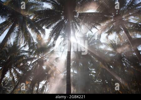 Kokospalmenplantage im Morgennebel. Ein Kokosnussgarten im ländlichen Süden Thailands. Agrarkonzept. Weicher Fokus auf Kokosnussbaum. Stockfoto