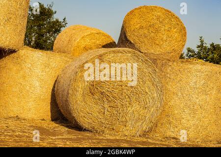 Stroh in Rollen auf dem Feld nach der Weizenernte gesammelt. Ernte im Herbst. Stroh verpackt in Rollen auf einem Feld unter einem blauen Himmel bei der Sonne gestapelt Stockfoto