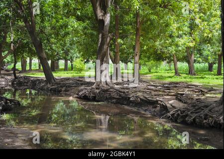 Baum in der Nähe eines Flusses in einem Naturpark Stockfoto