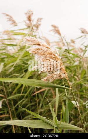 Pampas Gras im Freien in hellen Pastellfarben. Trocken Stockfoto