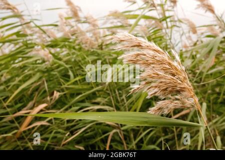 Pampas Gras im Freien in hellen Pastellfarben. Trocken Stockfoto