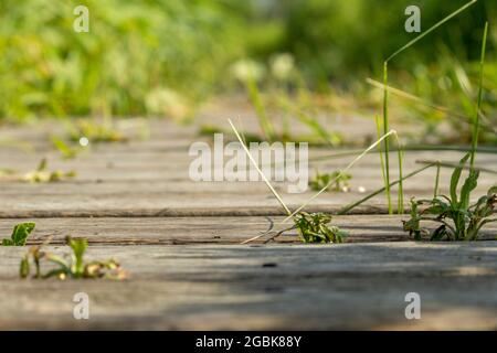 Durch die Risse gucken Stockfoto