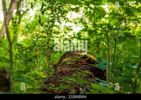 Verfallender Baum auf einem Waldboden Stockfoto