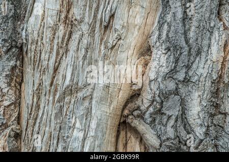 Loch in der Rinde eines Baumes aus der Nähe. Baumstamm mit hohl. Baum Rinde Textur Hintergrund. Dunkle Höhle Der Alten Birke Baum Nahaufnahme. Birke Textur Hinten Stockfoto