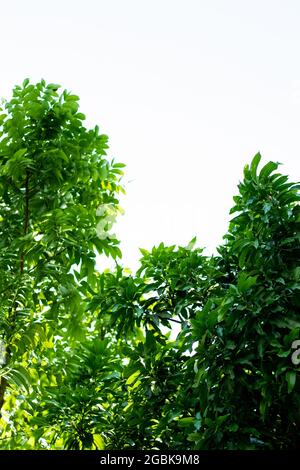 Grüne Mahagoni Blätter auf weißem Hintergrund. Es ist eine tropische Laubholzpflanze Stockfoto
