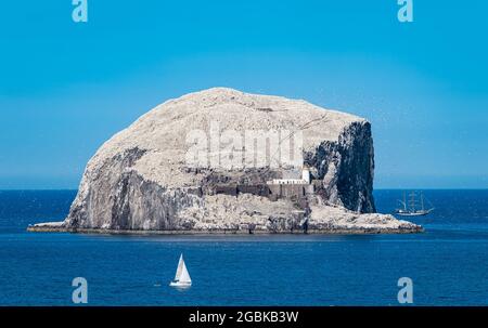 Firth of Forth, Schottland, Großbritannien, 4. August 2021. Tall Shop Pelican of London am Bass Rock: Der Tall Ship Square Rigger der Klasse A ist auf einer Reise um die britische Küste unterwegs. Das Schiff befindet sich auf der letzten Etappe seiner Tour um Großbritannien. Im Bild: Das Schiff ist in einer Wolke von Nordbannets, der größten Kolonie des Morus bassanus, verschlungen Stockfoto