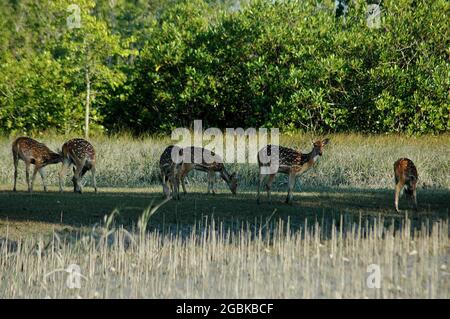 Fleckhirsche bei Sundarbans; ein UNESCO-Weltkulturerbe, dies ist der größte Küstenwald der Welt, der auf einem Delta liegt, an der Mündung des Ganges Flusses und sich über Gebiete von Bangladesch und Westbengalen erstreckt. Khulna, Bangladesch. 12. November 2008. Stockfoto