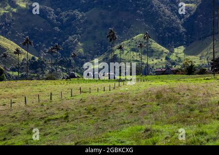 Camping-Zelte, Wachspalmen und die wunderschönen Berge im Cocora Valley in der Region Quindio in Kolumbien Stockfoto