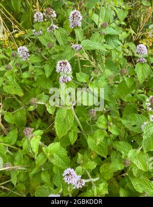 PENNYROYAL Mentha pulegium Foto: Tony Gale Stockfoto