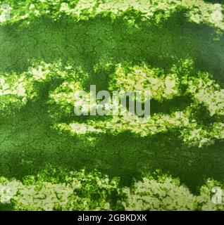 Gestreifte Kruste aus Wassermelone Hintergrund, Textur. Quadratisches Bild Stockfoto